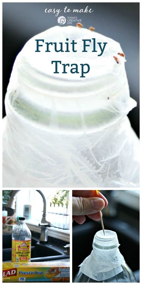 diy fruit fly trap white vinegar - Mechelle Layton