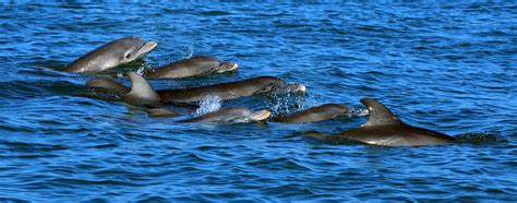 Dolphin study changes focus from patterns to conservation | Your Observer