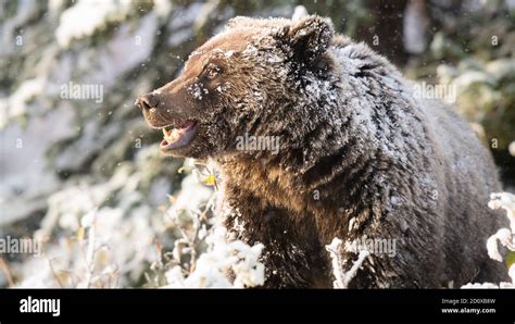 Grizzly bear in the snow Stock Photo - Alamy