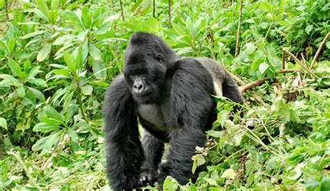 Are Gorillas in Congo Safe | Congo Safaris Tours | Congo Gorillas