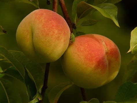 How to Grow a Dwarf Peach Tree in Any Space - Garden and Happy