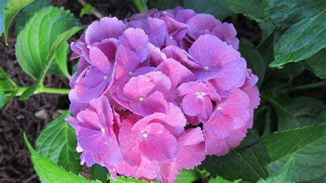 Hydrangea love the color!!! | Flowers, Hydrangea, Plants