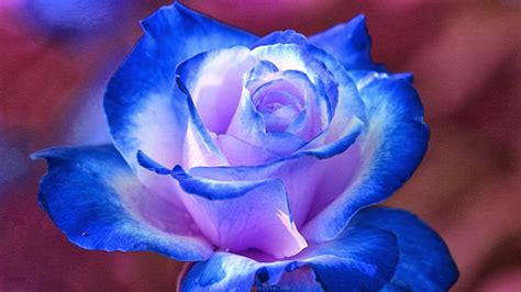 Royal Blue Flowers HD Wallpapers - Top Free Royal Blue Flowers HD Backgrounds - WallpaperAccess