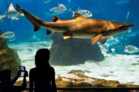 Barcelona Aquarium Tickets - Hellotickets