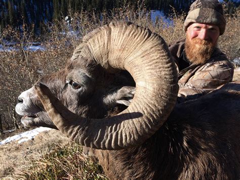 Bighorn Sheep Hunting Outfitters Alberta Canada - 14 Day Exciting Trophy Hunts