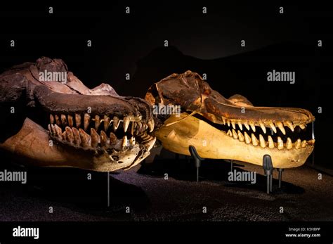 Killer whale skulls Stock Photo - Alamy