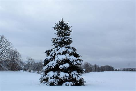 Pine Tree Covered in Snow Photograph by Janet Mcconnell - Pixels