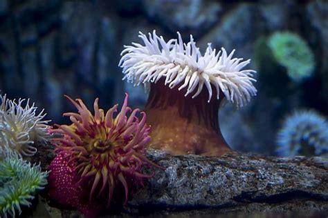 11+ Fish Eating Anemone - FrancisKaidi