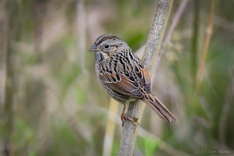 Win a free spot in the Cornell Lab's sparrow identification course - eBird