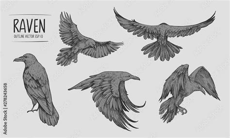 Sketch of flying raven. Hand drawn illustration converted to vector ...