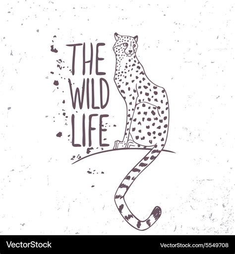 Cheetah Royalty Free Vector Image - VectorStock