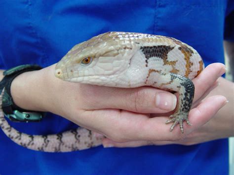 Blue Tongued Skink Care - CHICAGO EXOTICS ANIMAL HOSPITAL