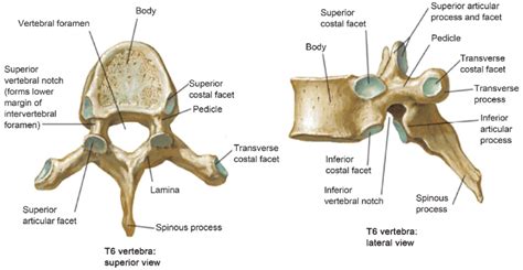 Image result for thoracic vertebrae | Thoracic vertebrae, Thoracic ...