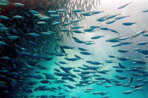 World-famous sardine migration explained – News