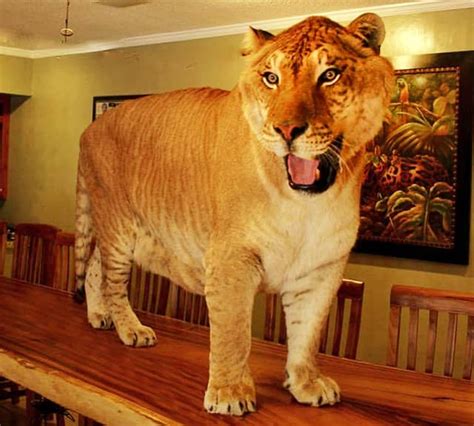 Liger Fact - Hercules is still the biggest liger in the world and at ...