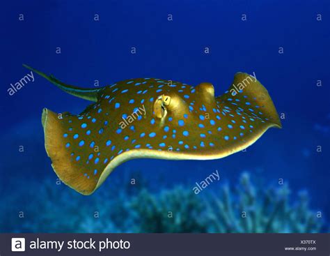 Blue Spotted Stingray Stock Photos & Blue Spotted Stingray Stock Images - Alamy