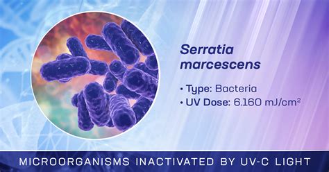 Serratia Marcescens is Inactivated by Germicidal UV-C Light