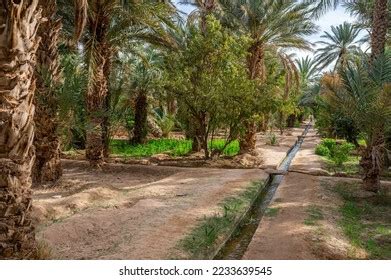 Typical African Oasis Sahara Desert Morocco Stock Photo 2233639545 | Shutterstock