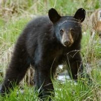 “Aggressive” animals often responding to human aggression - The Fur-Bearers