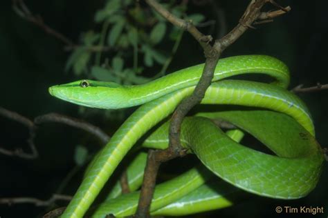 Green Vine Snake | Wildlife Web