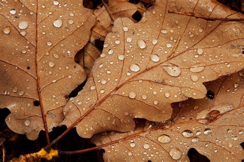 Water Drops On Leaves Free Stock Photo - Public Domain Pictures