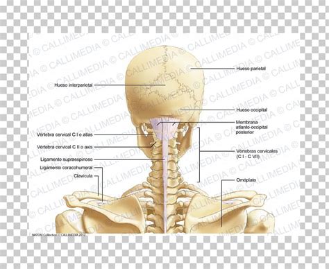 Os x neck diagrams - nestlomi