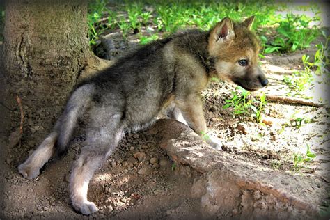 Cute Wolf Pup Wallpaper