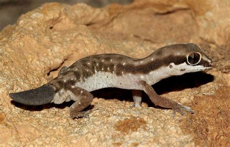 Ocellated Thick-toed Gecko (Pachydactylus geitje) | Cute lizard, Amphibians, Gecko