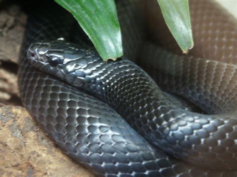 Black Milk Snake: WhoZoo