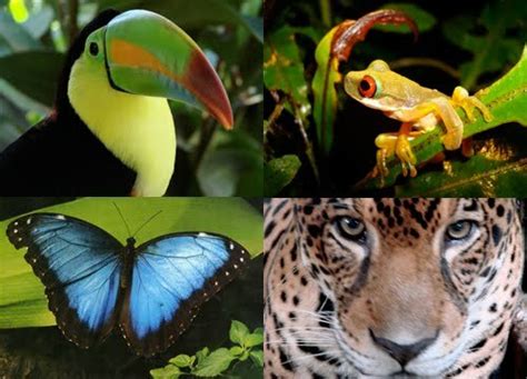 The Biggest Animals Kingdom Discovery: 10 Interesting Amazon Rainforest Facts