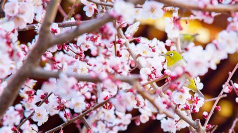 Japanese Plum Blossom Wallpapers - Top Free Japanese Plum Blossom ...