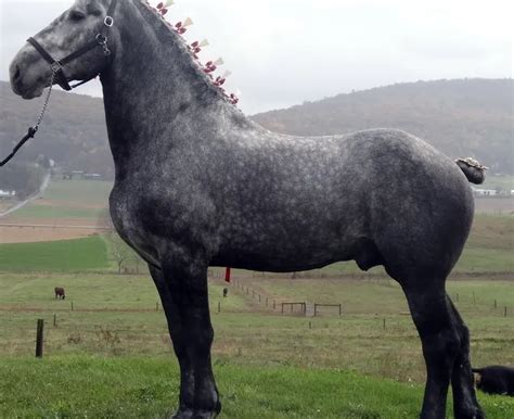 Percheron Horse Breed Info & Facts