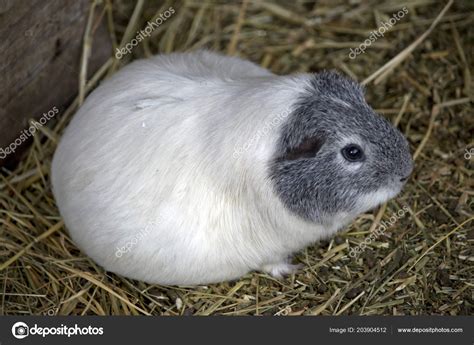 Guinea Pig Pregnant Litter Stock Photo by ©ozflash 203904512