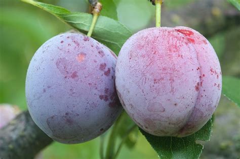 Santa Rosa Japanese Plum (dwarf) - Heritage Fruit Trees