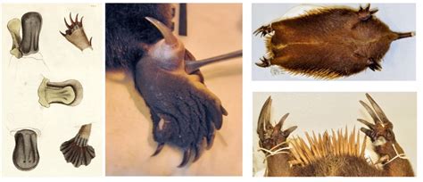 Platypus evolution ancestor - twittergasw