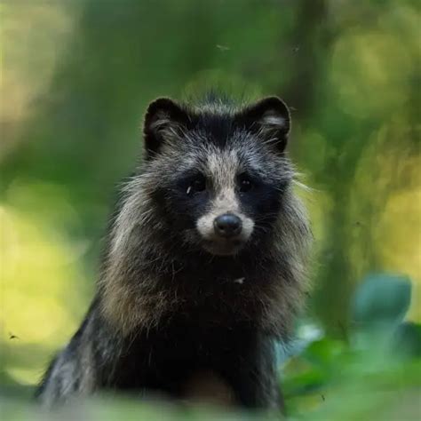 Raccoon Dog - Facts, Diet, Habitat & Pictures on Animalia.bio