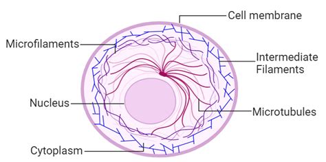 Cytoskeleton and Its Components - Overall Science