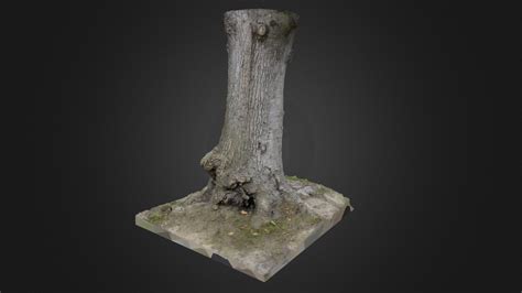 Tree trunk - Download Free 3D model by Scans Planet (@ScansPlanet) [7fc8928] - Sketchfab