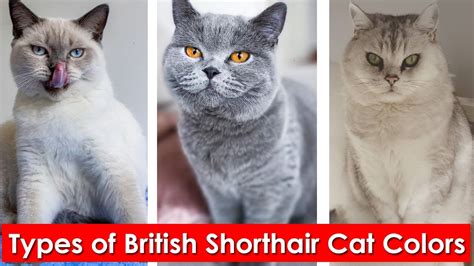 British Shorthair Coat Colors - Cat Principal