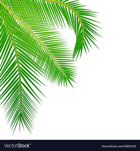 Palm leaves background Royalty Free Vector Image