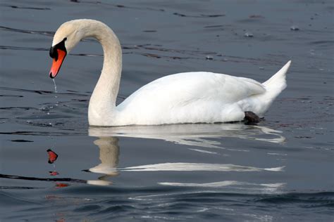 Swan | The Life of Animals