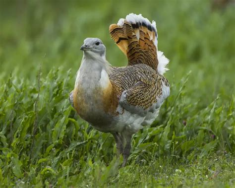 Great Bustard - Facts, Diet, Habitat & Pictures on Animalia.bio