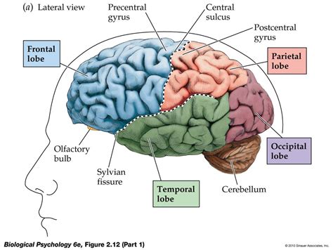 Brain Myths (And Facts)! Kids News Article - Page 4