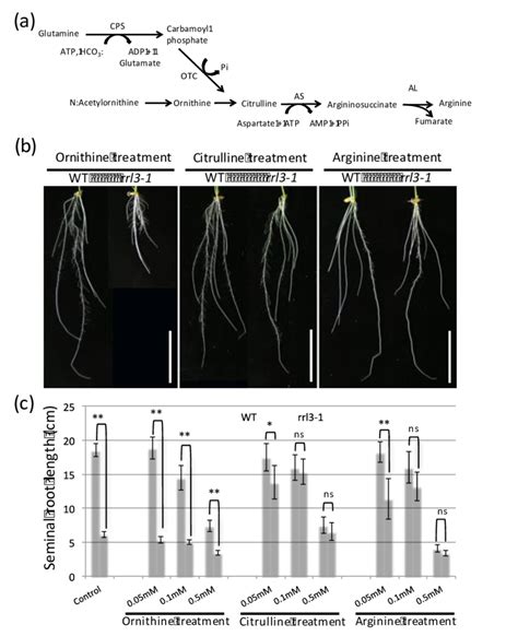 Effects of arginine and intermediates of arginine biosynthesis pathway... | Download Scientific ...