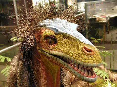 Feathered Velociraptor | Flickr - Photo Sharing!