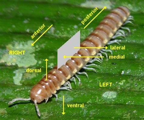 Millipede Anatomy - Anatomical Charts & Posters