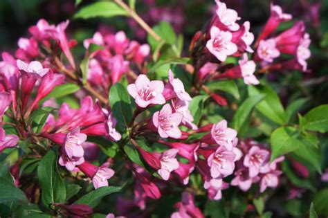 11 Flowering Shrubs for Sunny Locations