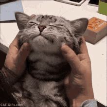 Aww Squish GIF - Aww Squish Cat - Discover & Share GIFs