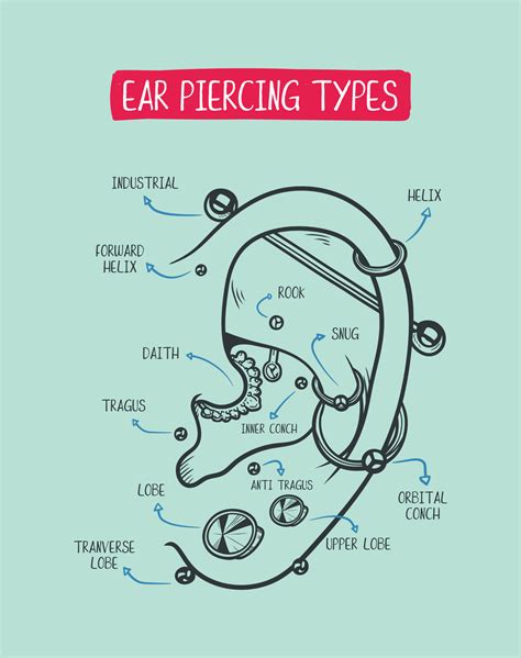 Ear Piercing Types Vector Illustration Labeled Diagram Ear Piercings | Hot Sex Picture