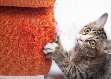 21 Strange Cat Behavior - What It Means and How to Respond